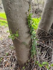 Ercilla spicata
