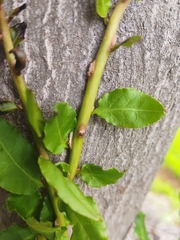 Ercilla spicata