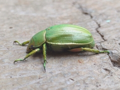 Chrysina laniventris