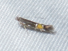 Cosmopterix clemensella