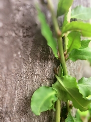Ercilla spicata
