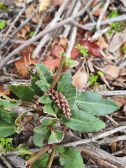 Ercilla spicata