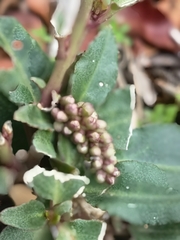 Ercilla spicata