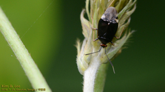 Deraeocoris ater