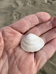 Macoma inquinata