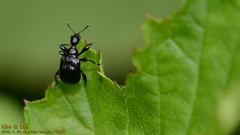Apoderinae