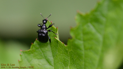 Apoderinae