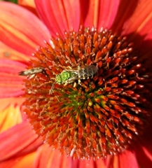 Agapostemon