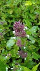 Clinopodium umbrosum