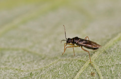 Dicyphus globulifer