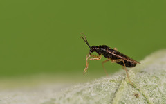 Dicyphus globulifer