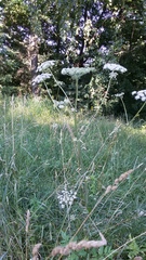 Angelica sylvestris