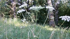 Angelica sylvestris