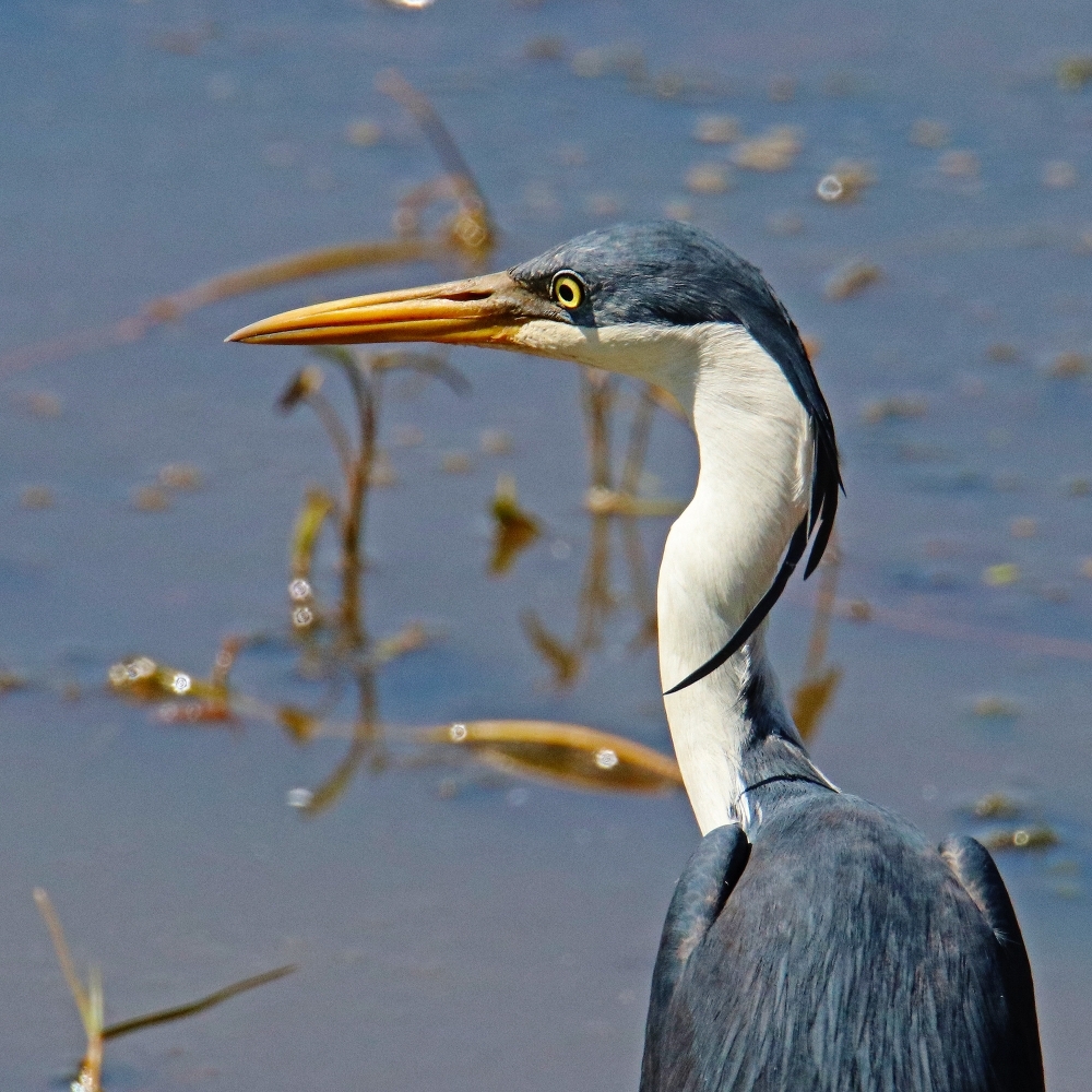 Pied Heron