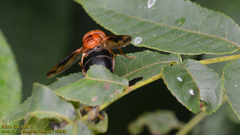 Volucella linearis