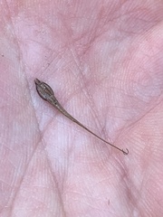 Rhynchospora macrostachya