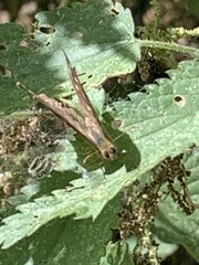 Pararge aegeria