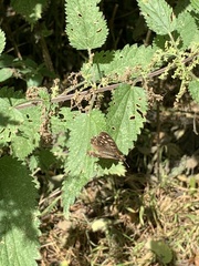 Pararge aegeria