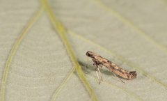 Caloptilia populetorum