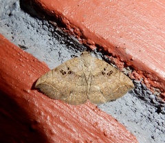 Blasticorhinus rivulosa