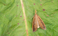 Schoenobius gigantella