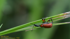 Apoderus jekelii