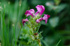 Pedicularis pyrenaica