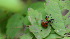 Apoderus jekelii