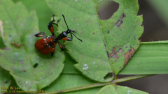 Apoderus jekelii