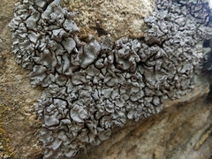 Dermatocarpon intestiniforme