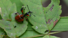Apoderus jekelii