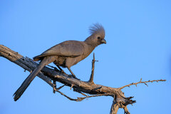 Corythaixoides concolor pallidiceps