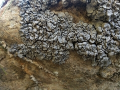 Dermatocarpon intestiniforme