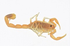 Uroplectes gracilior