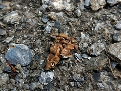 Dermatocarpon intestiniforme