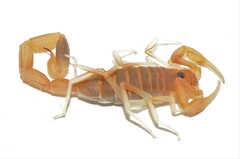 Uroplectes gracilior