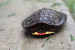 Rhinoclemmys pulcherrima rogerbarbouri