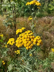 Tanacetum vulgare