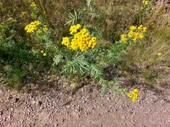 Tanacetum vulgare