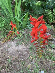 Hesperantha coccinea