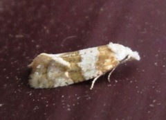 Aethes argentilimitana