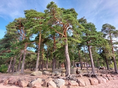 Pinus sylvestris