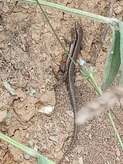 Podarcis muralis muralis