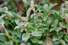 Salix pyrenaica