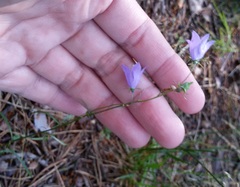Campanula rotundifolia