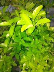 Citrus × limon