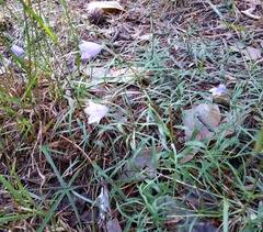 Campanula rotundifolia