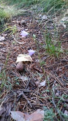 Campanula rotundifolia
