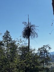 Chrysomyxa arctostaphyli
