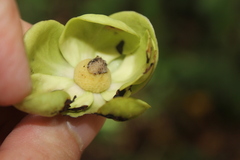 Cymbopetalum hintonii